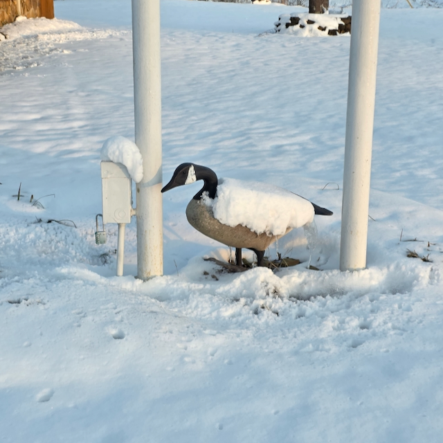 snow covered plastic goose next to the Dock's Motel sign