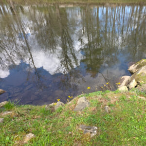 the reflection of tress on a very calm Little River