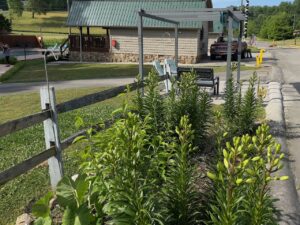 Butterfly garden at Dock's Motel in Townsend Tn