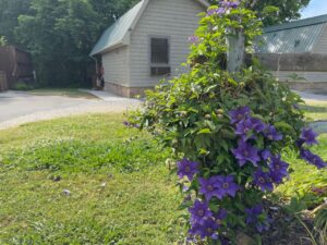 flowering plant at Dock's motel in Townsend TN
