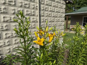 Flower garden at Dock's Motel in Townsend TN